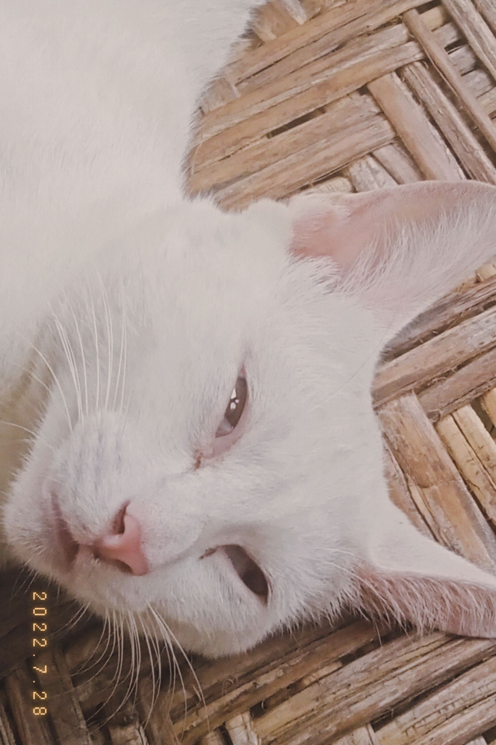 belle.jpg